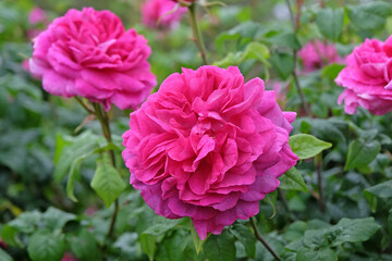Deep pink Old English rose, Rosa ‘Young Lycidas’ in flower.