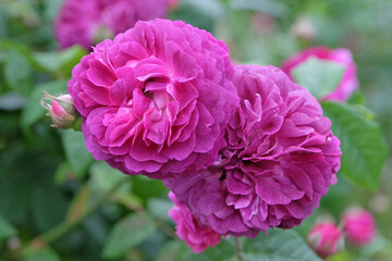 Purple Shrub rose ‘Cardinal de Richelieu’ in flower