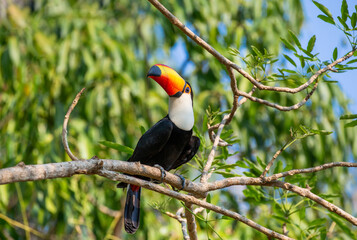 Toco toucan (Ramphastos toco) is sitting on a tree branch. Brazil. Pantanal.