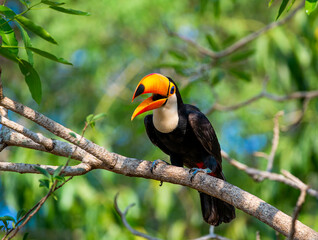 Toco toucan (Ramphastos toco) is sitting on a tree branch. Brazil. Pantanal.