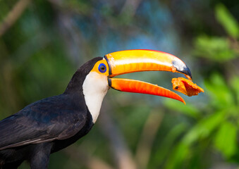 Fototapeta premium Toco toucan (Ramphastos toco) is eating fruit on a tree branch. Brazil. Pantanal. 