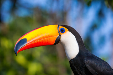Portrait of Toco toucan (Ramphastos toco) with a big colored beak. Close-up. Brazil. Pantanal.
