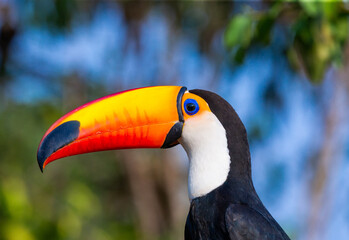 Fototapeta premium Portrait of Toco toucan (Ramphastos toco) with a big colored beak. Close-up. Brazil. Pantanal. 