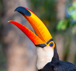 Obraz premium Portrait of Toco toucan (Ramphastos toco) with a big colored beak. Close-up. Brazil. Pantanal. 