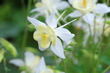 White Aquilegia Columbine, or granny&rsquo;s bonnet &lsquo;White Star&rsquo; in flower.