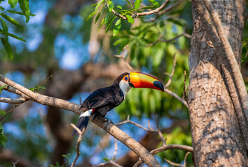 Toco toucan (Ramphastos toco) is sitting on a tree branch. Brazil. Pantanal.