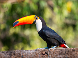 Portrait of Toco toucan (Ramphastos toco) with a big colored beak. Close-up. Brazil. Pantanal.
