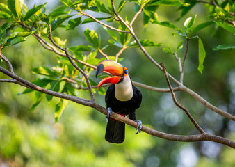 Toco toucan (Ramphastos toco) is sitting on a tree branch. Brazil. Pantanal.