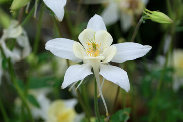 White Aquilegia Columbine, or granny’s bonnet ‘White Star’ in flower.