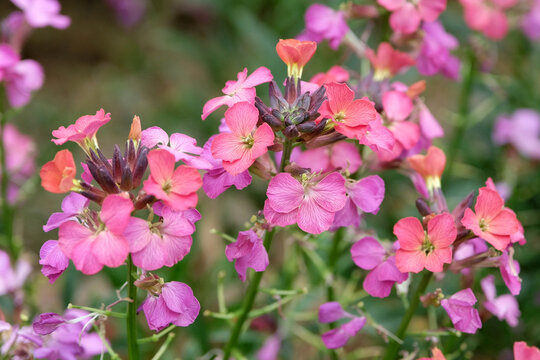 Pink and red Erysimum wallflower &lsquo;Constant Cheer&rsquo; in flower.
