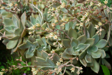 Echeveria multicaulis, copper leaf or copper rose