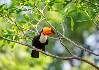 Toco toucan (Ramphastos toco) is sitting on a tree branch. Brazil. Pantanal.
