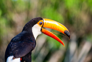 Naklejka premium Portrait of Toco toucan (Ramphastos toco) with a big colored beak. Close-up. Brazil. Pantanal. 