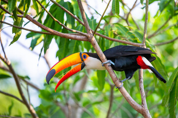 Toco toucan (Ramphastos toco) is sitting on a tree branch. Brazil. Pantanal.