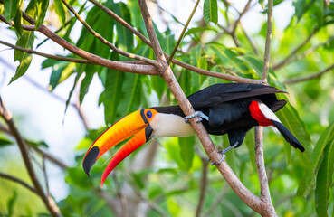 Toco toucan (Ramphastos toco) is sitting on a tree branch. Brazil. Pantanal.
