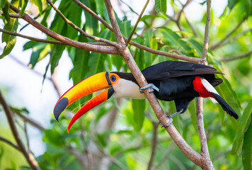 Toco toucan (Ramphastos toco) is sitting on a tree branch. Brazil. Pantanal.