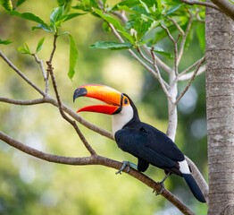 Toco toucan (Ramphastos toco) is sitting on a tree branch. Brazil. Pantanal.
