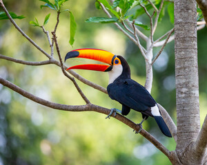 Toco toucan (Ramphastos toco) is sitting on a tree branch. Brazil. Pantanal.