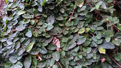 Ficus Pumila or Creeping Fig green plant