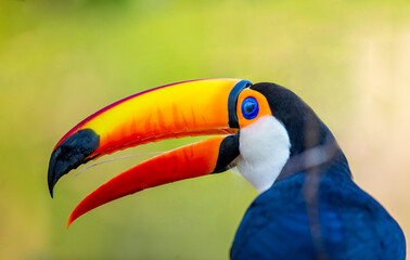 Portrait of Toco toucan (Ramphastos toco) with a big colored beak. Close-up. Brazil. Pantanal.
