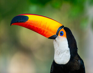 Portrait of Toco toucan (Ramphastos toco) with a big colored beak. Close-up. Brazil. Pantanal.
