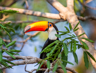 Toco toucan (Ramphastos toco) is sitting on a tree branch. Brazil. Pantanal.