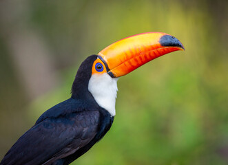Portrait of Toco toucan (Ramphastos toco) with a big colored beak. Close-up. Brazil. Pantanal.
