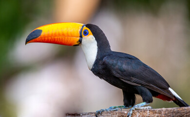 Portrait of Toco toucan (Ramphastos toco) with a big colored beak. Close-up. Brazil. Pantanal.