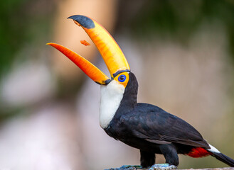Toco toucan (Ramphastos toco) is eating fruit on a tree branch. Brazil. Pantanal.

