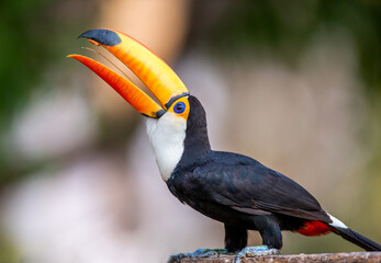 Toco toucan (Ramphastos toco) is eating fruit on a tree branch. Brazil. Pantanal.
