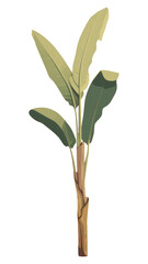 Obraz premium PNG Banana tree plant leaf nature