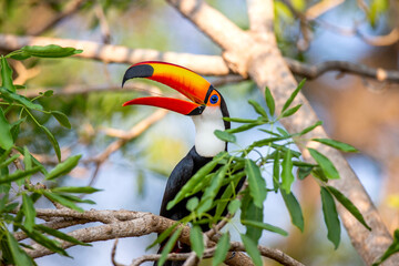 Toco toucan (Ramphastos toco) is sitting on a tree branch. Brazil. Pantanal.