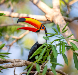 Toco toucan (Ramphastos toco) is sitting on a tree branch. Brazil. Pantanal.