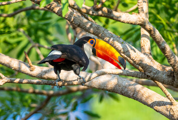 Toco toucan (Ramphastos toco) is sitting on a tree branch. Brazil. Pantanal.
