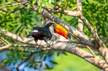 Toco toucan (Ramphastos toco) is sitting on a tree branch. Brazil. Pantanal.
