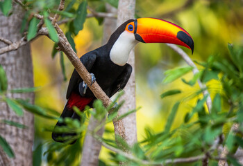 Toco toucan (Ramphastos toco) is sitting on a tree branch. Brazil. Pantanal.
