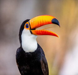 Portrait of Toco toucan (Ramphastos toco) with a big colored beak. Close-up. Brazil. Pantanal.