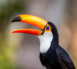 Portrait of Toco toucan (Ramphastos toco) with a big colored beak. Close-up. Brazil. Pantanal.