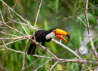 Toco toucan (Ramphastos toco) is sitting on a tree branch. Brazil. Pantanal.
