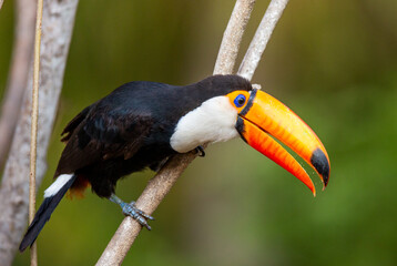 Toco toucan (Ramphastos toco) is sitting on a tree branch. Brazil. Pantanal.
