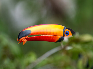 Toco toucan (Ramphastos toco) is eating fruit on a tree branch. Brazil. Pantanal.
