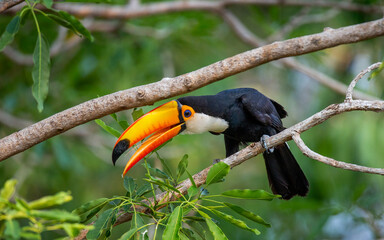 Toco toucan (Ramphastos toco) is sitting on a tree branch. Brazil. Pantanal.
