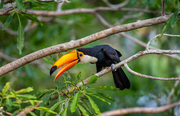 Toco toucan (Ramphastos toco) is sitting on a tree branch. Brazil. Pantanal.
