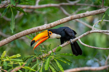 Toco toucan (Ramphastos toco) is sitting on a tree branch. Brazil. Pantanal.

