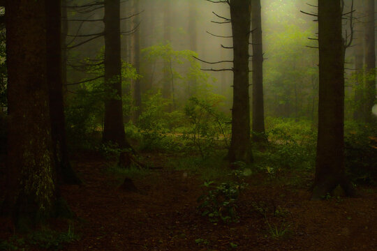 Fototapeta Fog in a green forest