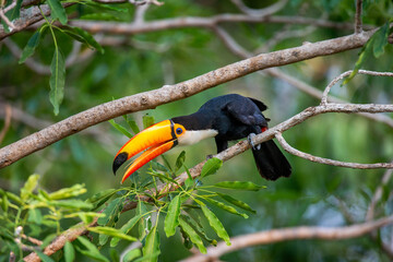 Toco toucan (Ramphastos toco) is sitting on a tree branch. Brazil. Pantanal.
