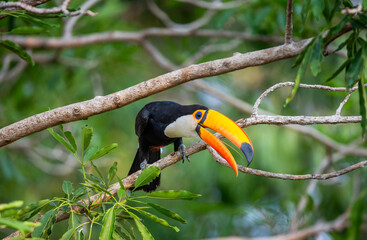 Toco toucan (Ramphastos toco) is sitting on a tree branch. Brazil. Pantanal.
