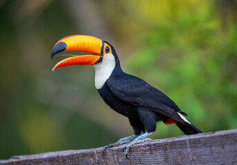 Portrait of Toco toucan (Ramphastos toco) with a big colored beak. Close-up. Brazil. Pantanal.