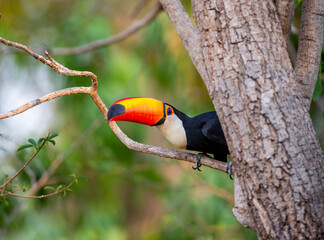 Toco toucan (Ramphastos toco) is sitting on a tree branch. Brazil. Pantanal.
