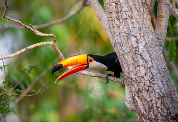 Obraz premium Toco toucan (Ramphastos toco) is sitting on a tree branch. Brazil. Pantanal. 